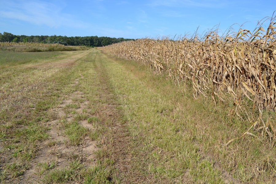 For sale: CROPLAND, HUNTING/RECREATIONAL & POTENTIAL BUILDING SITE IN NEWTON COUNTY, INDIANA - Morocco, Indiana